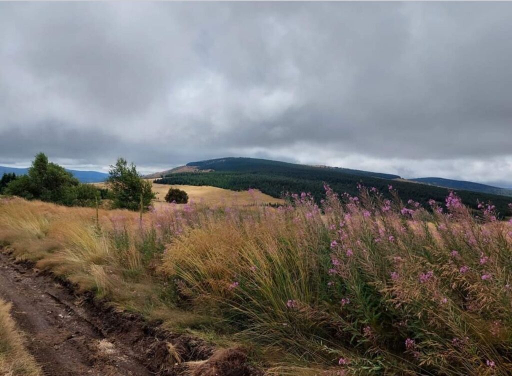 crna-trava-planina-gramada