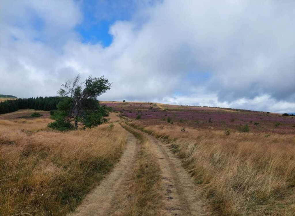 crna-trava-planina-gramada