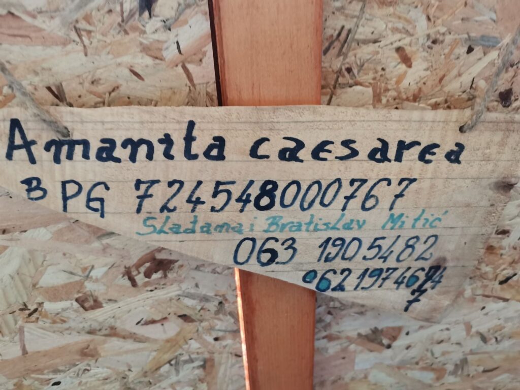 gazdinstvo-amanita-caesarea