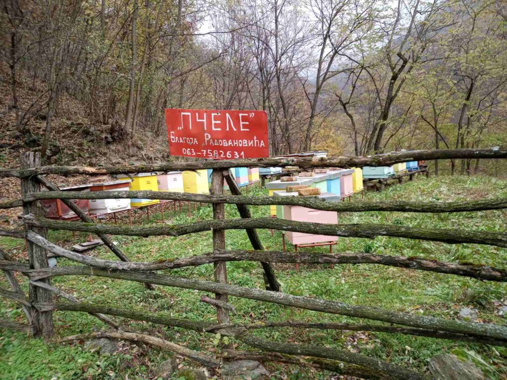pcelar-radovanovic-crna-trava
